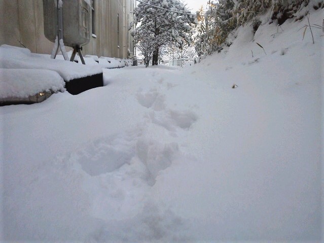 snow.jpg